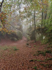 Fototapeta premium Nature