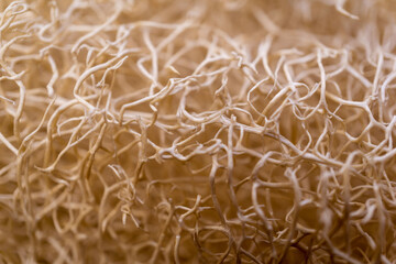 Macro background of natural sponge that looks like roots