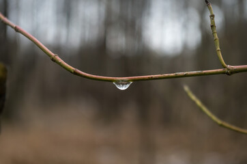 Waterdrop on Branch