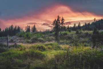 Beautiful landscape, forest meadow full of flowers.