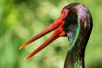 A portrait of black stork.