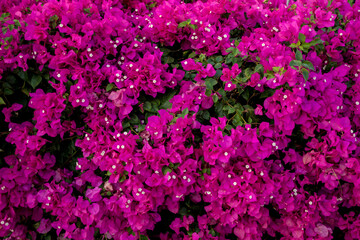 Beautiful background made of small violet bush flowers