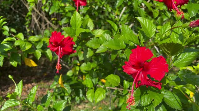 Hibiscus is a genus of flowering plants in the mallow family, Malvaceae. 