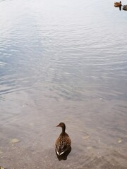 duck on the lake