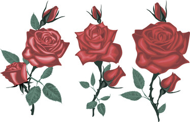 Realistic red Roses - Vector roses isolated