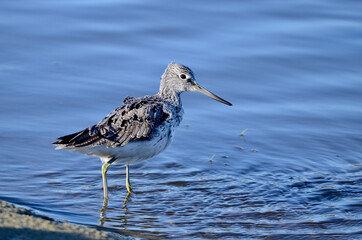 Wood Sandpiper - Tringa glareola Bird