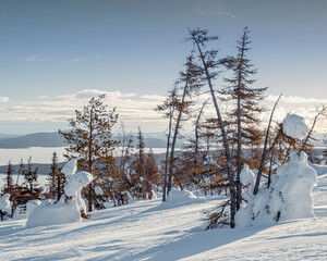 snow covered trees