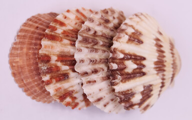 These are snail shell on white background