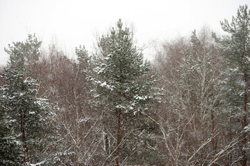 Coniferous forest in winter during snowfall