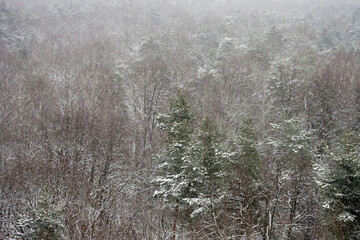 Coniferous forest in winter during snowfall