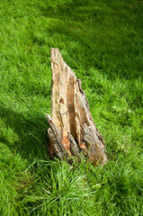 Fototapeta na wymiar Old tree stump. 