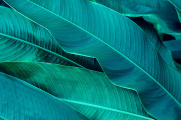 Tropical green leaf texture background