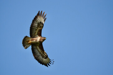 Eagle In Flight