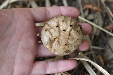 A mature brown earthstar mushroom, myriostoma coliforme, found growing in the ground in Florida.