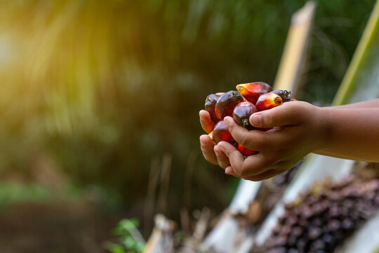 Red palm oil seeds on Child's hands