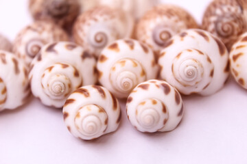 These are snail shell on white background