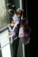 orchidea 2  