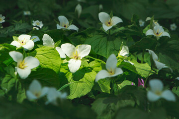 オオバナノエンレイソウ