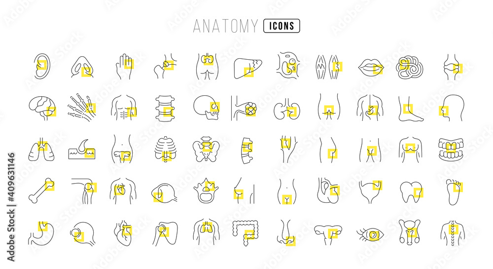 Canvas Prints set of linear icons of anatomy