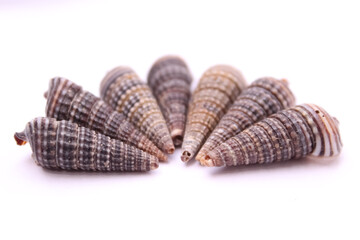 These are snail shell on white background