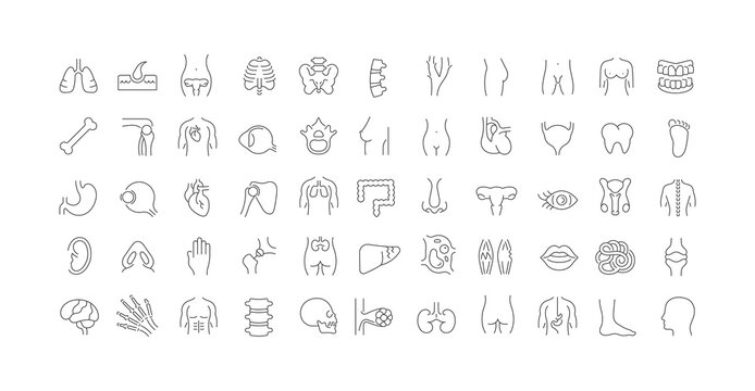 Set of linear icons of Anatomy