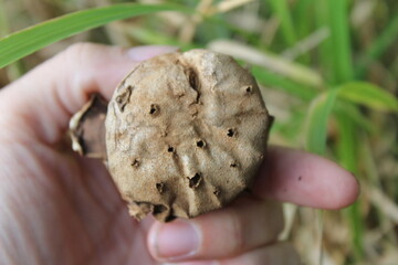 A brown earthstar mushroom, myriostoma coliforme, can be identified by several small holes in the top of the papery spore sac, which contains the gleba. This earthstar mushroom is held by a hand.