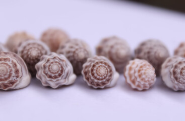 These are snail shell on white background