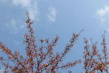 cherry  blossom in spring