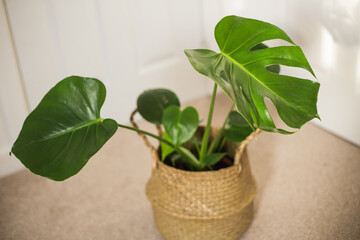 Indoor monstera plant in belly basket 