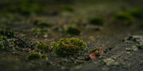 Frosen nature