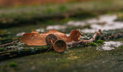 Frosen nature