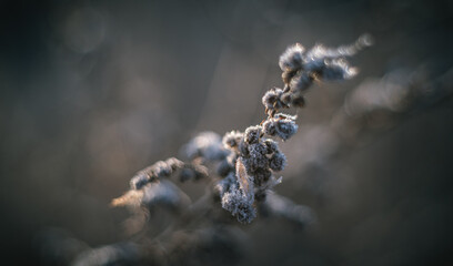 Frosen nature