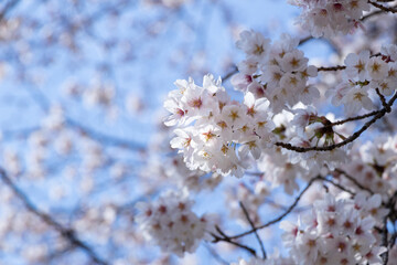青空を背景に満開に咲く桜の花