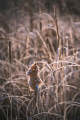 Frosen nature