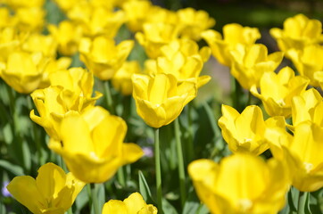 Obraz premium flowers