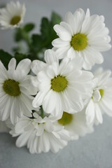 White bush chrysanthemum close up