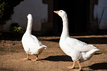 Two domestic gooses on a farm
