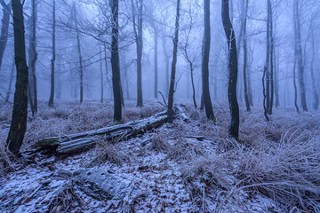 A frozen forest in a misty winter morning in Luzicke Hory, Czech republic.