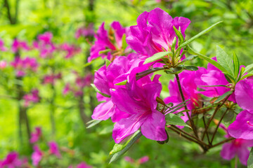 Fototapeta na wymiar 鮮やかなムラサキヤシオツツジの花