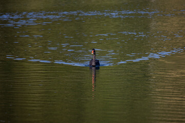 Mourning swan swims in green shimmering water