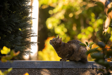 A domestic cat sits on a wall