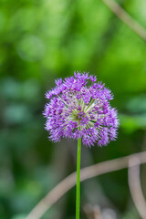Flower ball of an ornamental garlic plant