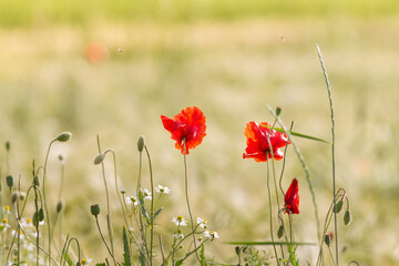 Poppies and cornflowers in a wheat field