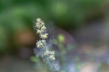 Pollen detaches itself from a blade of grass