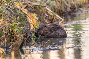 wild beaver in the woods