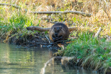 beaver in the forest