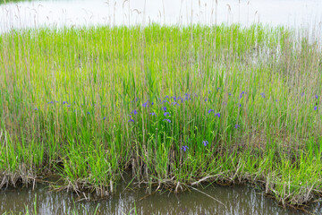 春の湿地のカキツバタ
