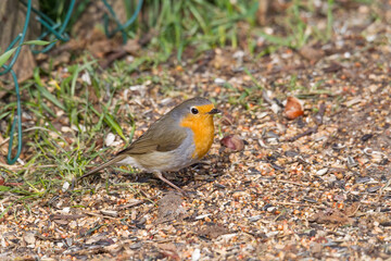 Robin sits in front of a picket fence on the ground looking for food