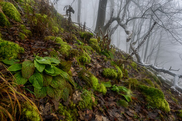 A frozen forest in a misty winter morning in Luzicke Hory, Czech republic.