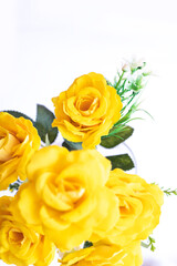 yellow roses isolated on white background